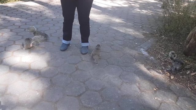 Mexican gray squirrels, red-bellied squirrels or tree squirrels surrounding a woman who is feeding them and a dove in the Colomos Forest on a sunny day in Guadalajara, Jalisco, Mexico