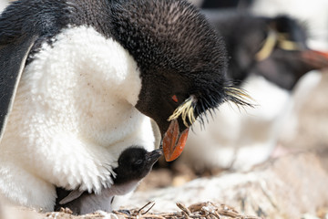 ペンギン ペブル島 フォークランド諸島 Pebble Island © Earth theater
