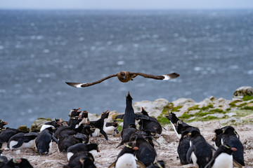 ペンギン ペブル島 フォークランド諸島 Pebble Island