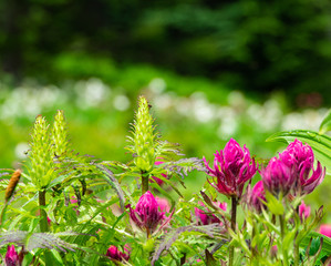 Spring Flowers Paintbrush