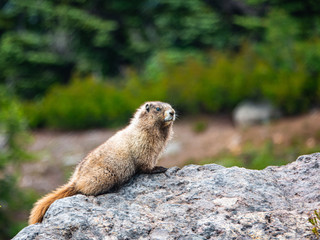 Marmot Mt. Rainier National Park