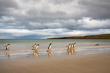 ペンギン ペブル島 フォークランド諸島 Pebble Island