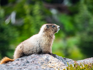 Marmot on a Rock