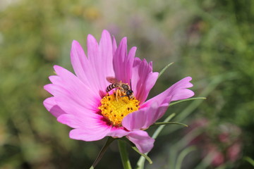 Obraz premium FLOR NO CAMPO 