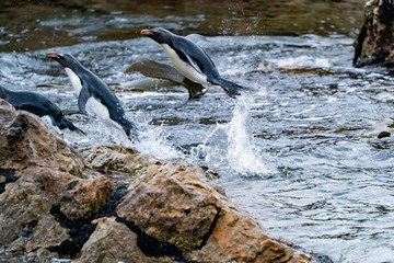 ペンギン ペブル島 フォークランド諸島 Pebble Island