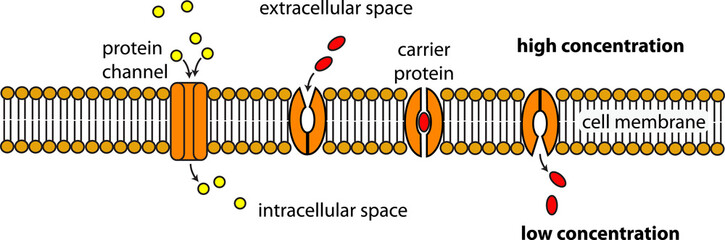 facilitated diffusion cell membrane diagram