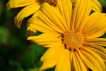 Maxican Sunflower or Tithonia diversifolia on the green background
