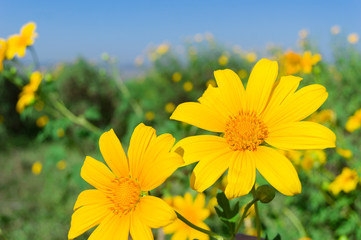 Maxican Sunflower or Tithonia diversifolia on the green background