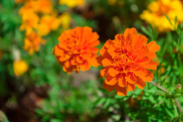 Marigolds shades of orange in the garden