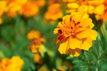 Marigolds shades of orange in the garden