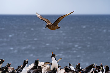 ペンギン ペブル島 フォークランド諸島 Pebble Island