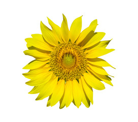 Obraz premium sunflower isolated on white background, clipping paths