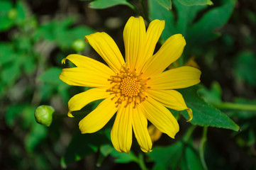 Maxican Sunflower or Tithonia diversifolia on the green background