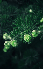 Coniferous Background With Fresh Shoots Of Fir - 316652389