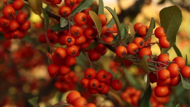 Close up of red berries on plant in garden 