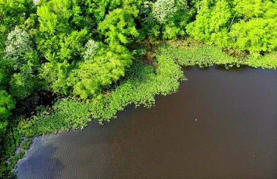 The Aerial View Of The Green Trees And Water Plants Along Becks Pond, Newark, Delaware, U.S.A