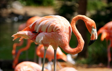 Beautiful pink Caribbean flamingo searching for food