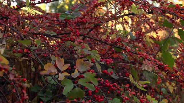 Autumnal plant with bunches of red berries in garden. pan right