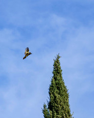 Yellow-Rumped Walber