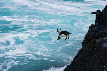 ペンギン ブリーカー島 フォークランド諸島 Bleaker Island