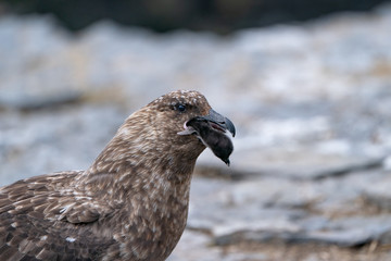 ペンギン ブリーカー島 フォークランド諸島 Bleaker Island