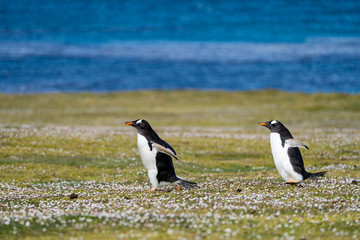 ペンギン ブリーカー島 フォークランド諸島 Bleaker Island