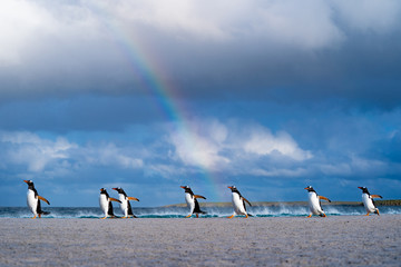 ペンギン ブリーカー島 フォークランド諸島 Bleaker Island