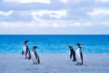 Fototapeta premium ペンギン ブリーカー島 フォークランド諸島 Bleaker Island