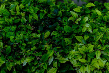 Creative layout made of green leaves as a background.
