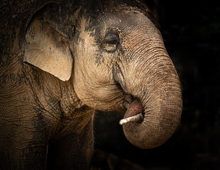 A young elephant plays with a branch  coiling its trunk around it = closeup head shot.