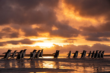 ペンギン ブリーカー島 フォークランド諸島 Bleaker Island