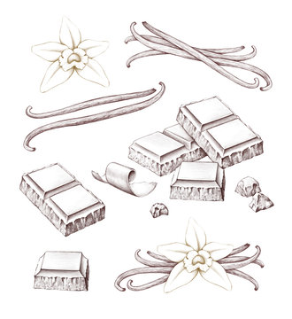 Hand drawn illustrations of vanilla and chocolate