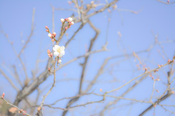 東京都新宿区の公園の寒い日に咲き始めた一輪の梅の花