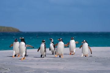 ペンギン ブリーカー島 フォークランド諸島 Bleaker Island