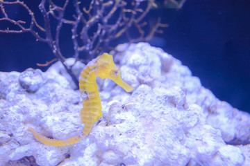 水族館に水槽を泳ぐタツノオトシゴ © zu_kuni