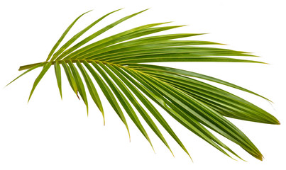 Cocos nucifera leaf(Coconut)tropical green isolate on white background.