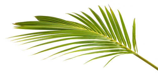 Fototapeta na wymiar Cocos nucifera leaf(Coconut)tropical green isolate on white background.