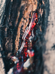 Red tree sap