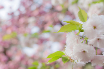 東京都新宿区の公園の満開に咲く桜