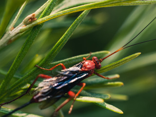 red bug on a leaf