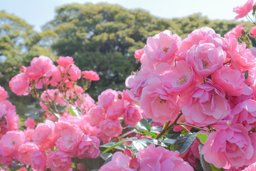 東京都北区西ヶ原の庭園に咲くバラ