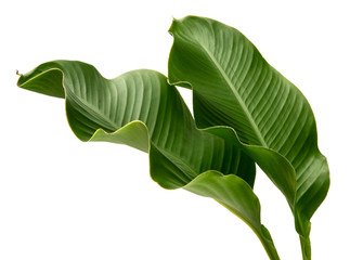 Canna indica leaf, (Indian shot,Butsarana), Exotic tropical leaf,  isolated on white background with clipping path.