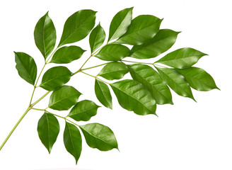 Fototapeta na wymiar Ficus benjamina leaf tropical isolated on white background.