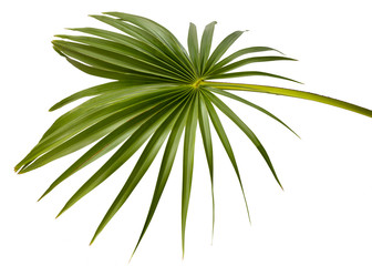 Helostoma temmicki leaf (TEMMINCK'S KISSING GOURAMI) Green plam leaves, Tropical foliage isolated on white background with clipping path.