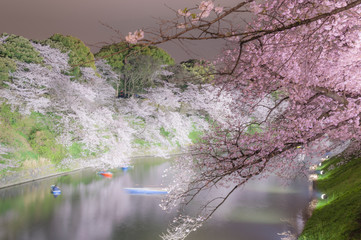 東京都千代田区の千鳥ヶ淵のライトアップされた夜桜