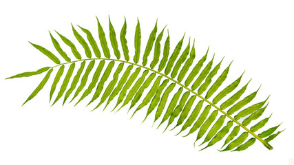 Fern green leaves branch isolated on white background.
