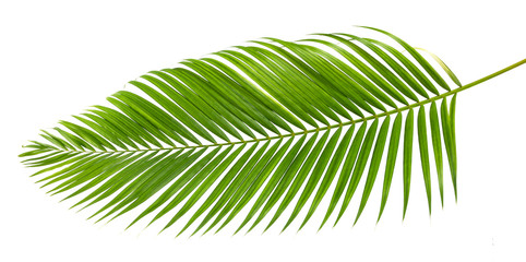 Obraz premium Palm leaves tropical green isolate on white background.