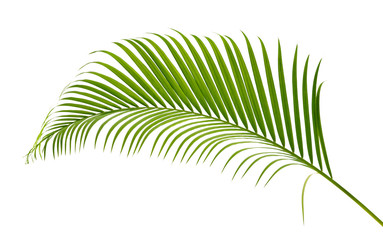 Palm leaves tropical green isolate on white background. © ittisak