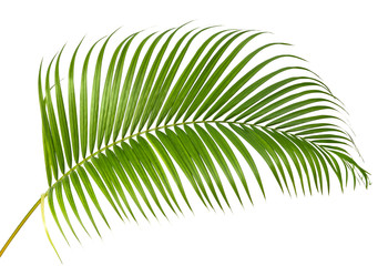 Obraz premium Palm leaves tropical green isolate on white background.