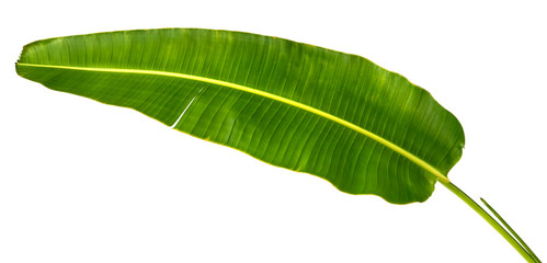 Obraz premium Ravenala madagascariensis leaf( Traveller's Tree)tropical isolated on white background, top angle view,with clipping path.